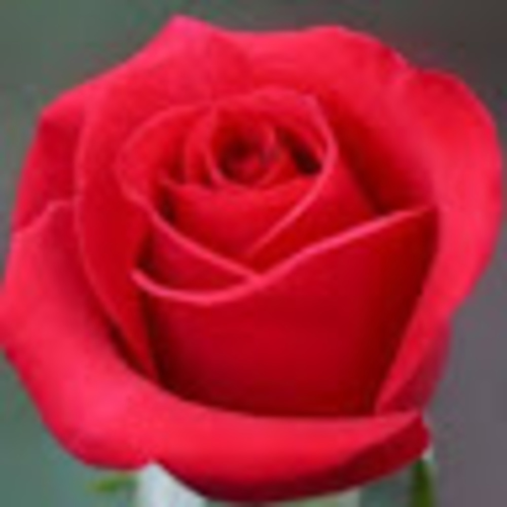 Meet your Posher, Rose